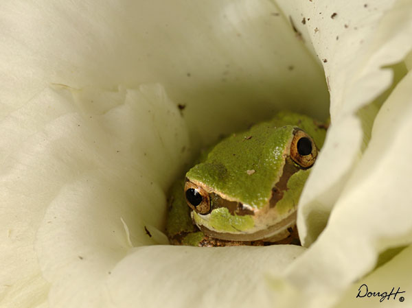 Frog in Flower