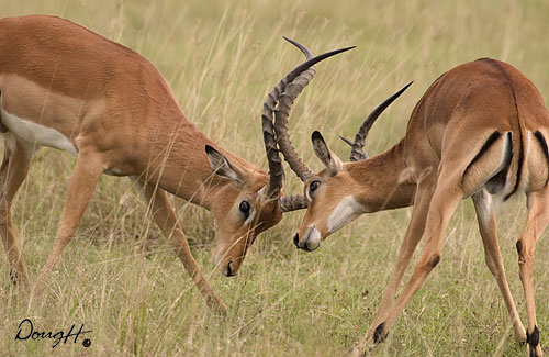 Sparring Impalas