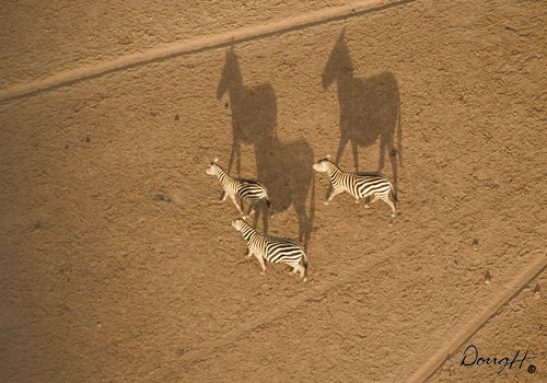 Zebra Shadow