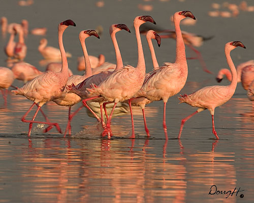 Flamingo Dance