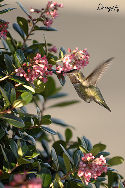 Hummingbird
