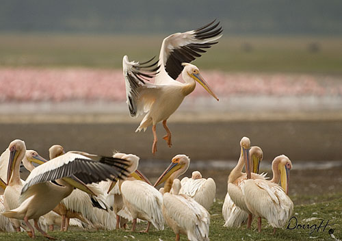 Landing Stork
