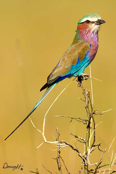Lilac Breasted Roller