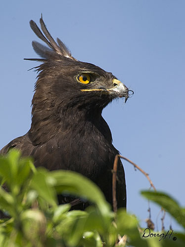 Long Crested Eagle