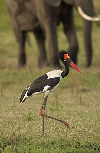 Saddle-billed Stork