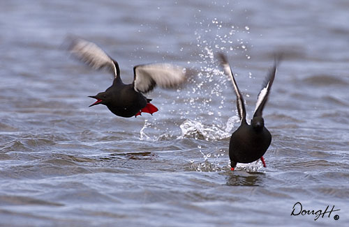 Scoters Taking Off