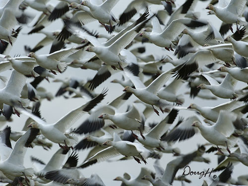 Snow Geese Swarm