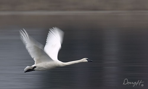 Swan Flight
