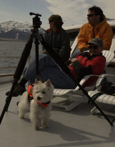 Dog on Tripod