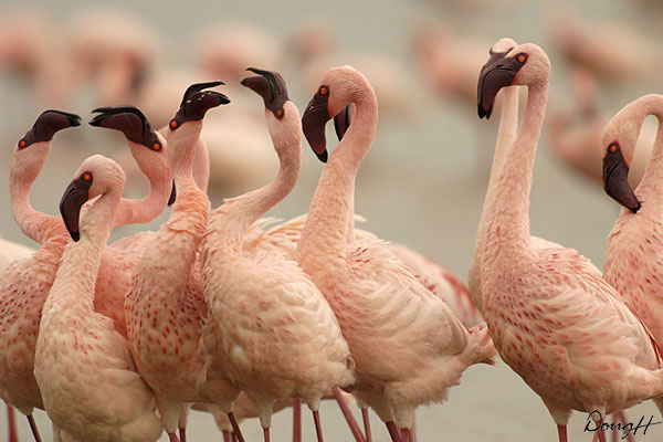 Dancing Flamingos