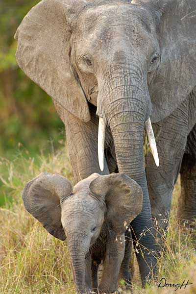 Elephant Baby and Mom