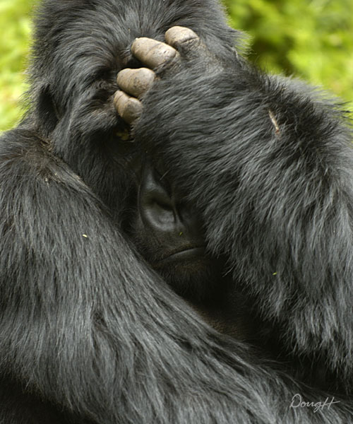 Embarrassed Gorilla
