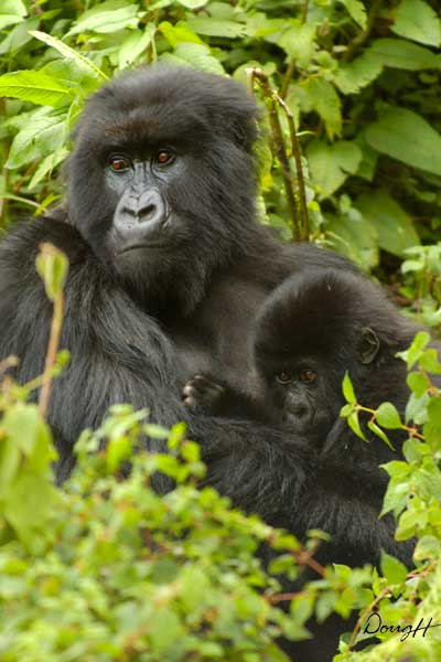 Gorilla Mother and Baby