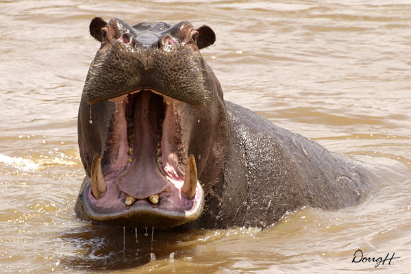Hippo Mouth