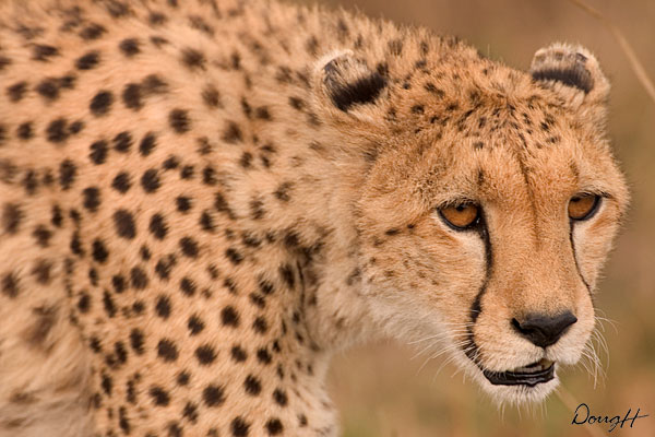 Hungry Cheetah