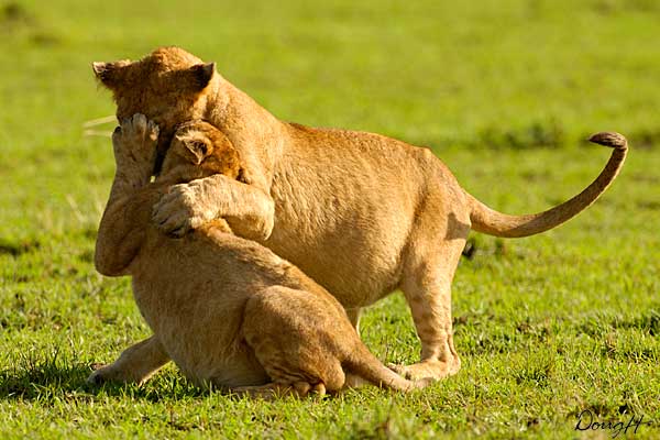 Lion Hug