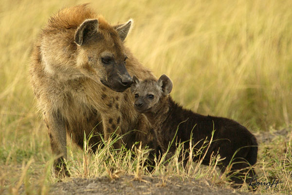 Mother and Baby Hyena