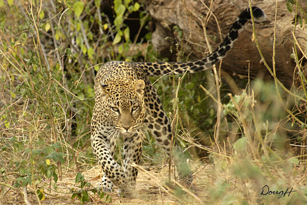 Stalking Leopard