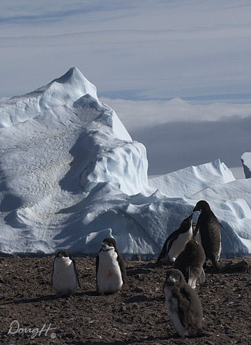 Adele Penguins and Iceberg