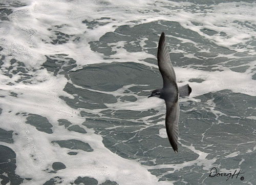 Antarctic Prion Over Waves