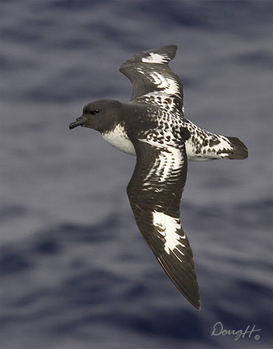 Flying Petrel