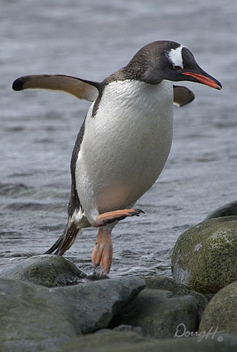 Jumping Penguin