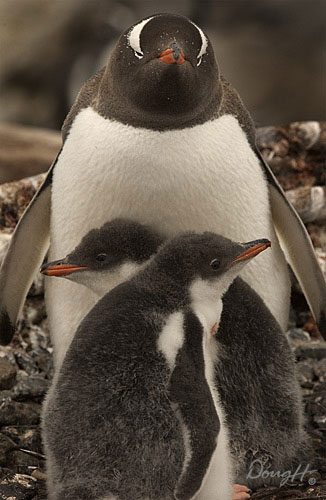 Penguin Mother and Chicks