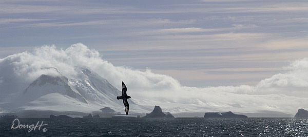Petrel over Mountains
