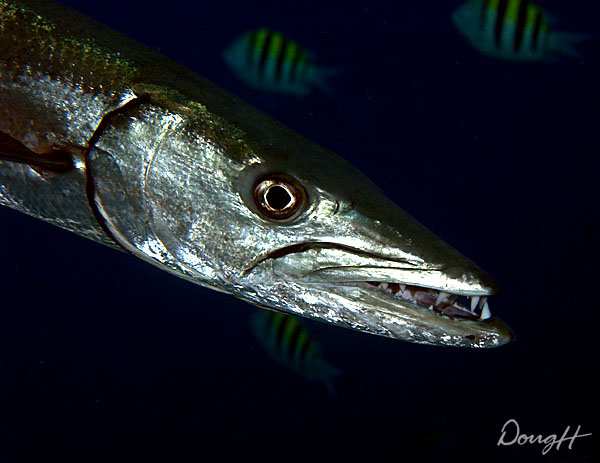 Barracuda Portrait