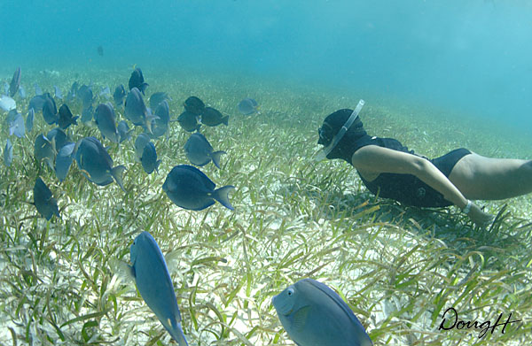 Blue Tangs and Snorkler