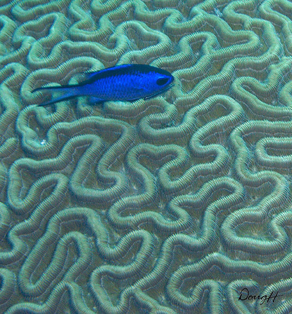 Blue Fish over Brain Coral
