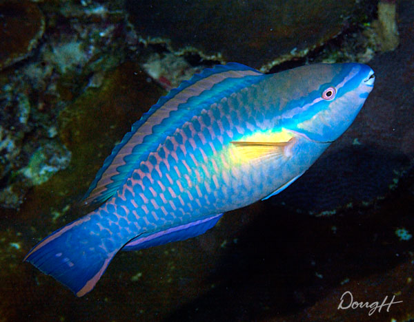 Colorful Blue Fish
