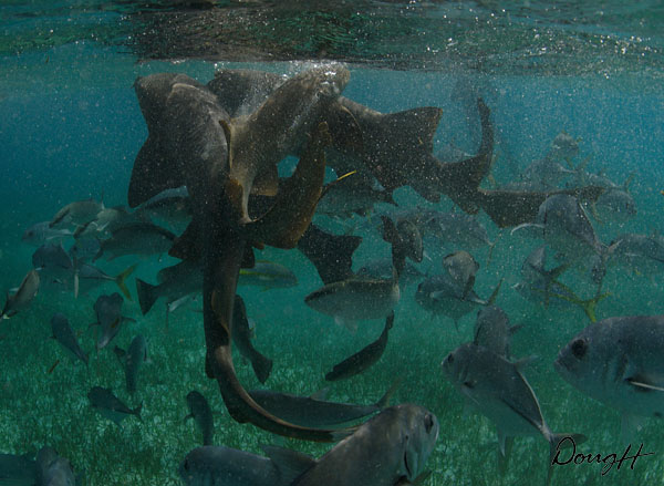 Feeding Nurse Sharks