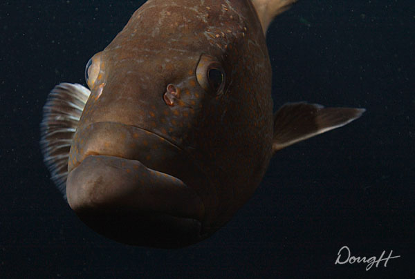 Grouper in the Blue Hole