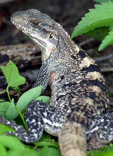 Iguana Posing