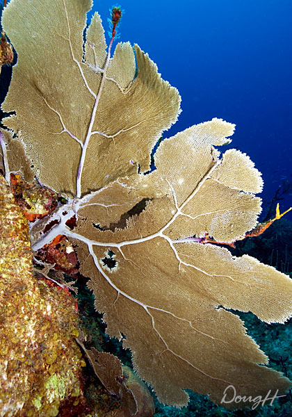 Large Soft Coral