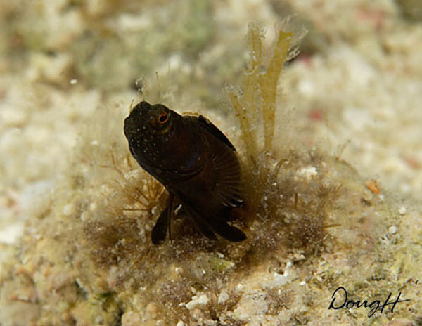 Sailfin Blenny