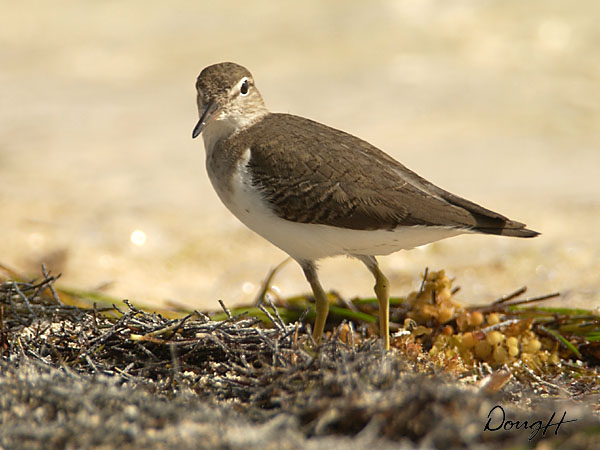 Shorebird on Lighthouse Reef 2