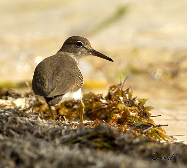 Shorebird on Lighthouse Reef