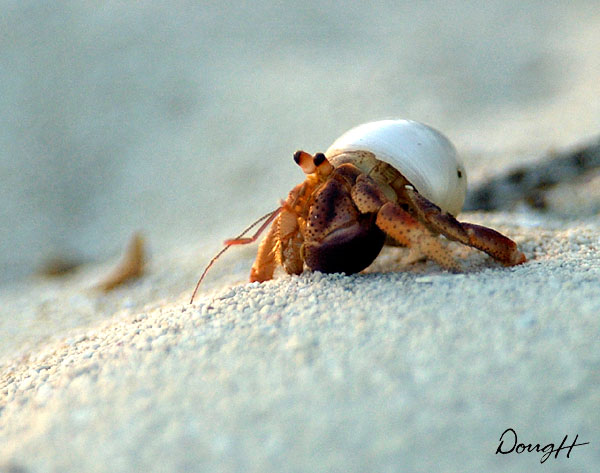 Small Hermit Crab