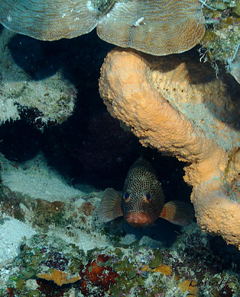 Spotted Grouper Hiding