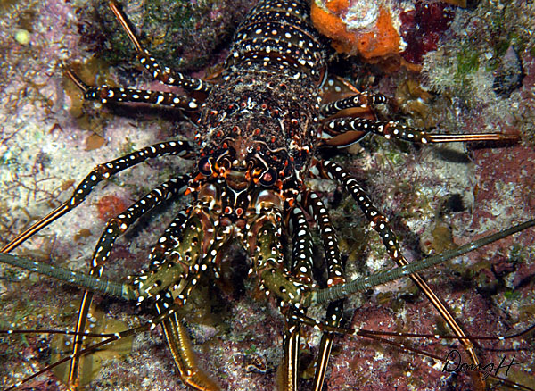 Spotted Lobster
