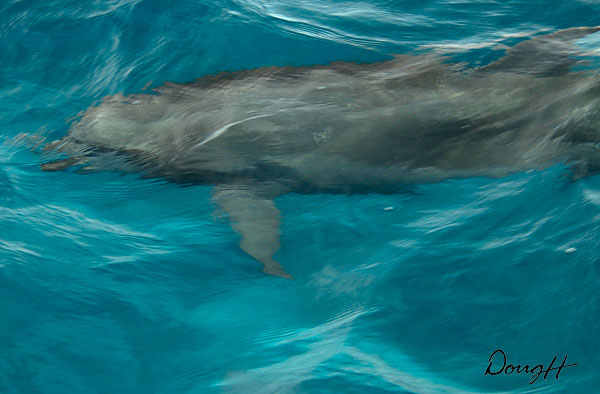 Swimming Dolphin