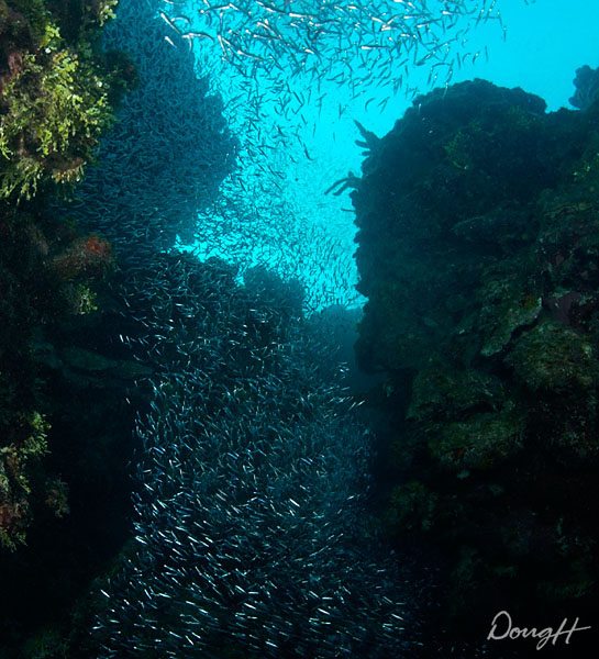 Thousands of Fish on Reef
