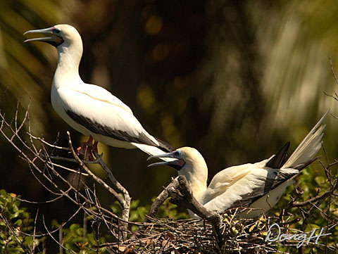 Two Red Footed Boobies