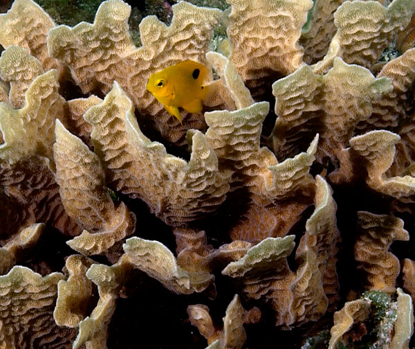 Yellow Fish in Coral