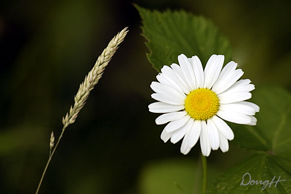 Daisy and Grass
