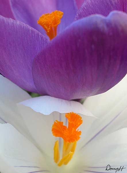 One Purple and One White