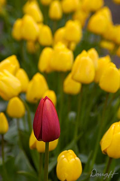 One Red Tulip