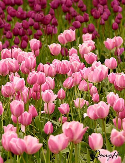 Pink and Purple Tulips